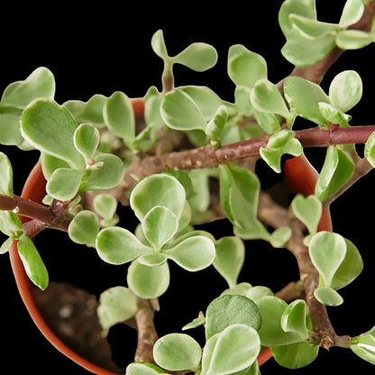 Succulent 'Rainbow Elephant Bush'
