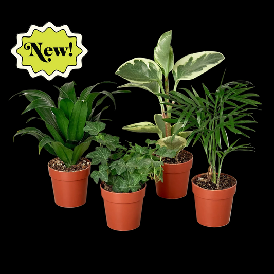 3" Tropical Plant Variety Bundle