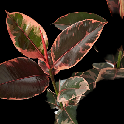 Ficus Elastica 'Ruby Pink'