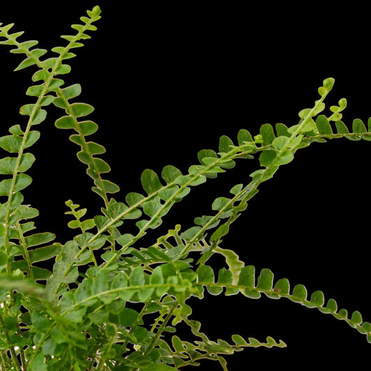 Fern 'Lemon Button' - 6" Pot - NURSERY POT ONLY