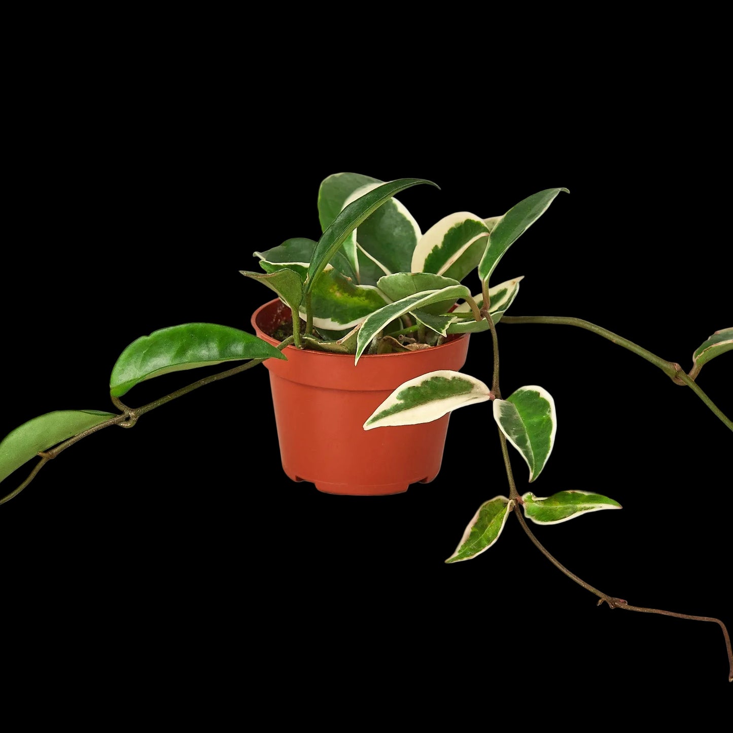 Hoya Carnosa 'Tricolor'