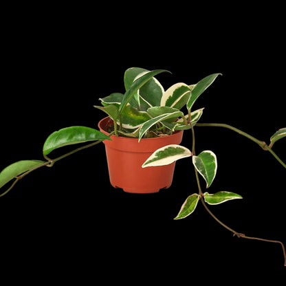Hoya Carnosa 'Tricolor'