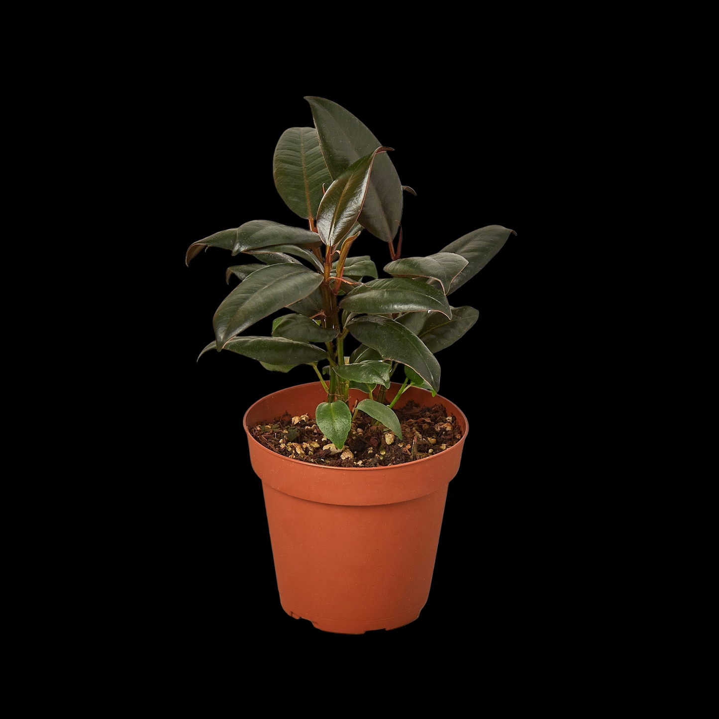 Ficus Elastica 'Burgundy'