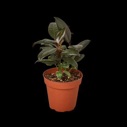 Ficus Elastica 'Burgundy'