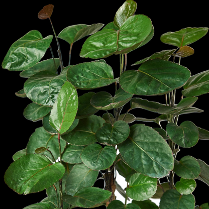 Aralia Fabian Stump 'Polyscias Scutellaria'