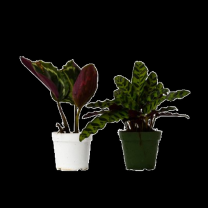 2 Calathea Plants Variety Pack in 4" Pots