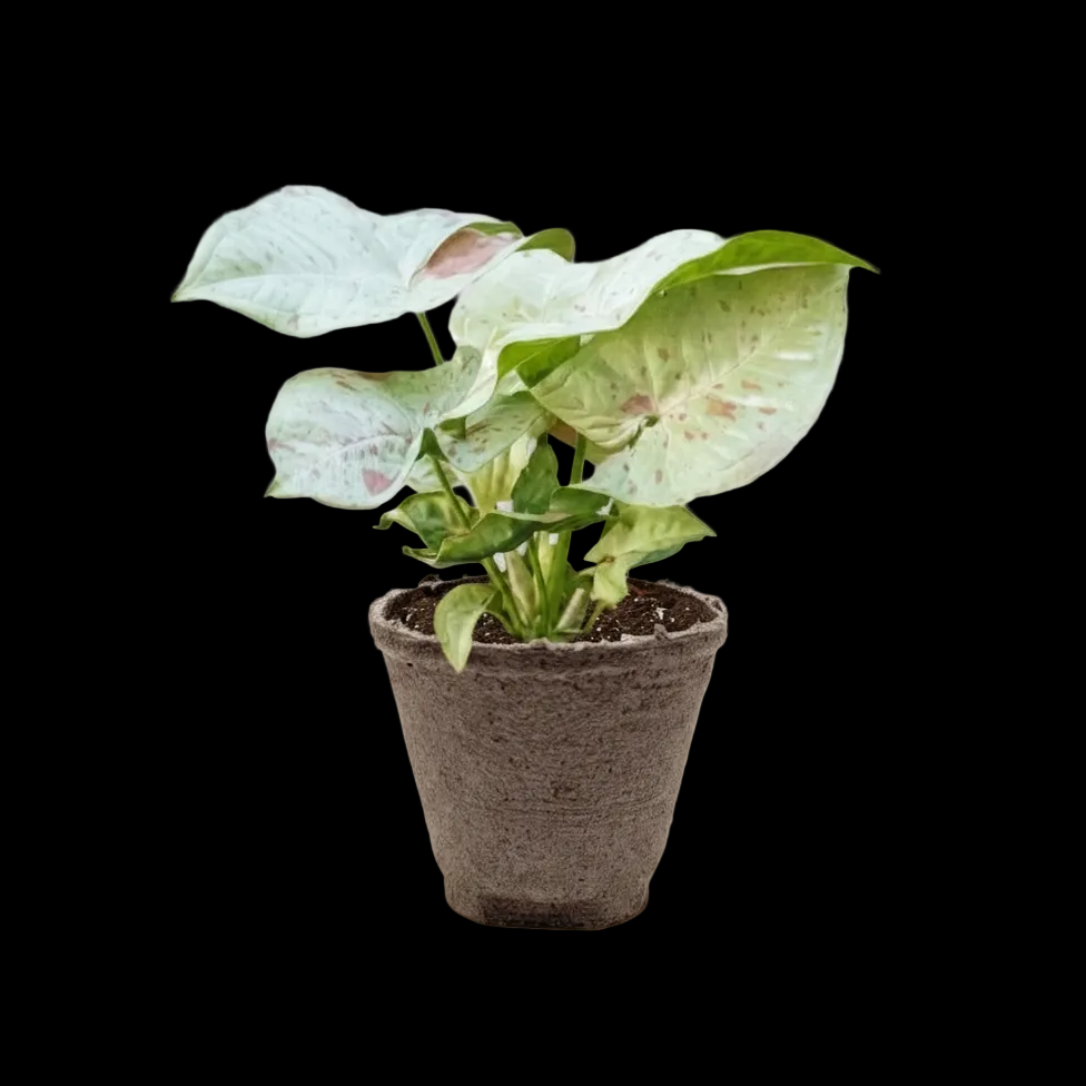 Syngonium 'Milk Confetti'
