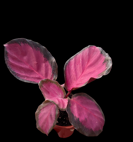 Calathea 'Purple Rose'