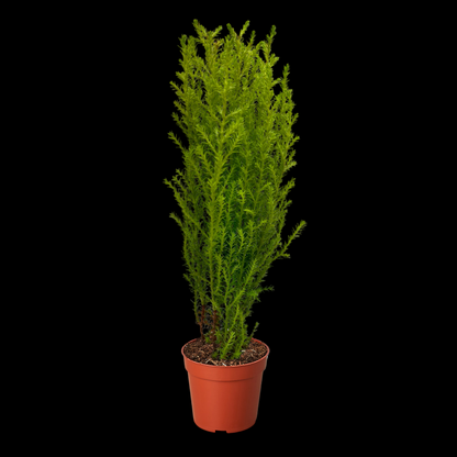 Cypress Lemon