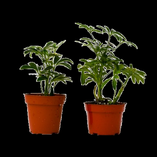 2 Different Schefflera Plants Variety Pack - 4" Pot