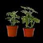 2 Different Schefflera Plants Variety Pack - 4" Pot