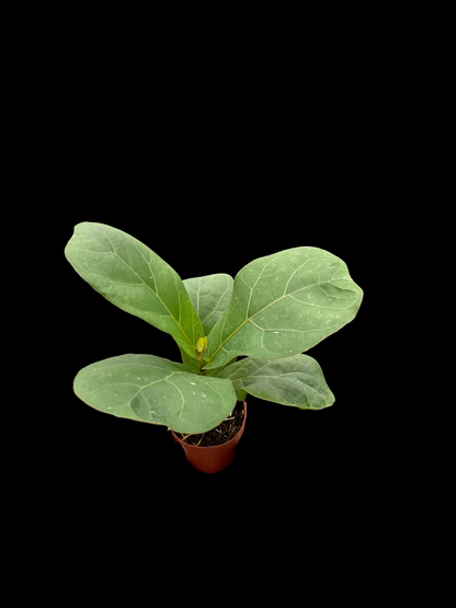 Ficus Lyrata 'Fiddle Leaf Fig'