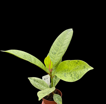 Ficus 'shivereana' (Moonshine)
