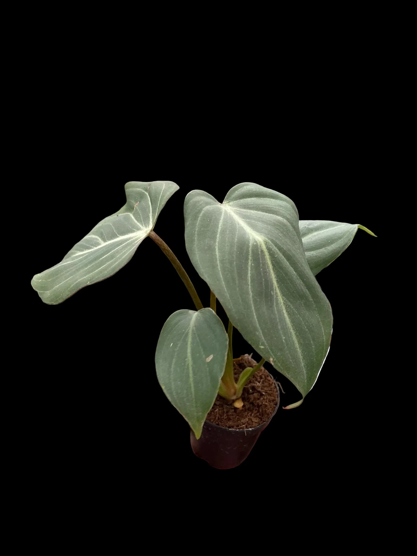 Philodendron Gloriosum