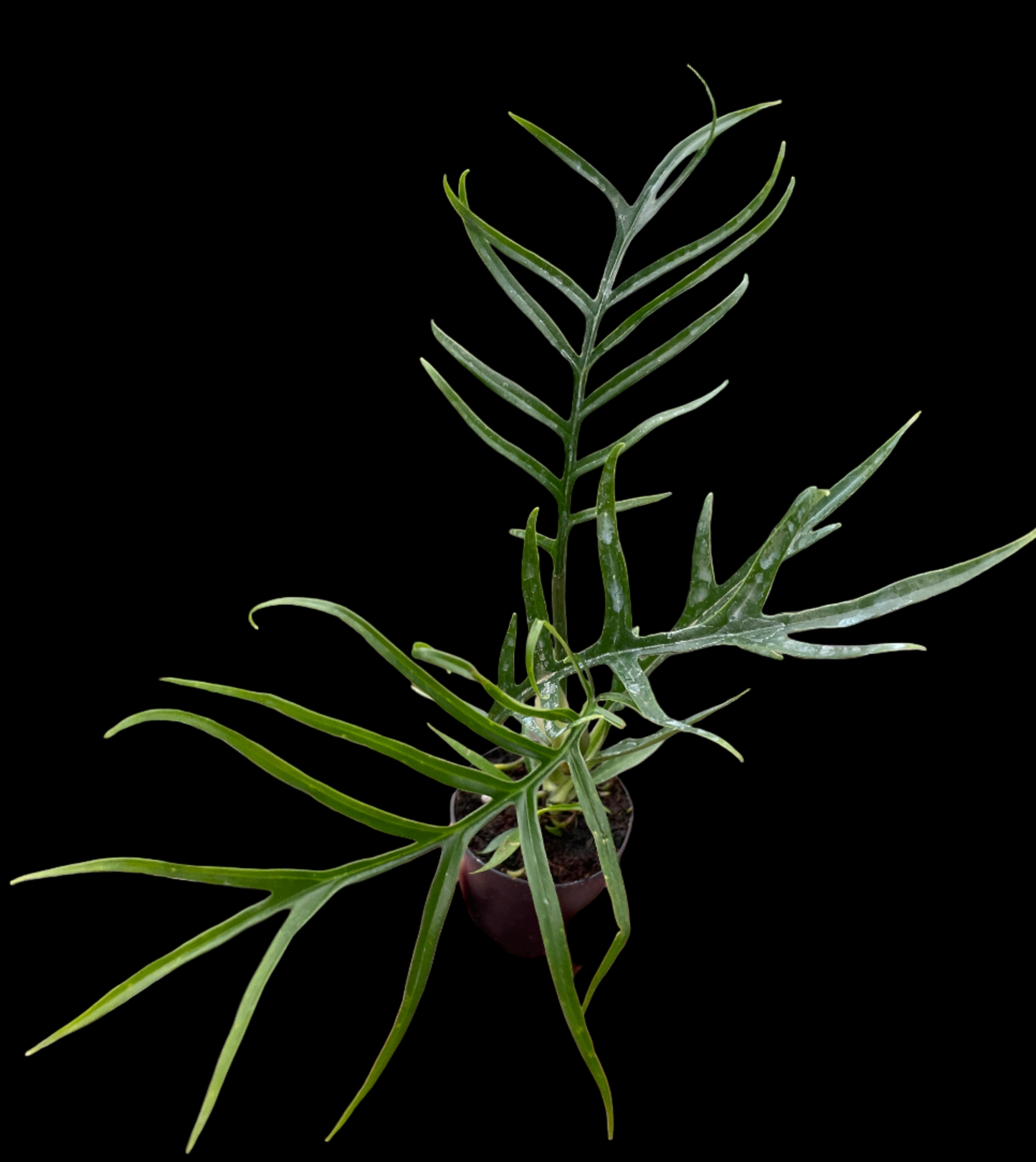 Philodendron 'Tortum'