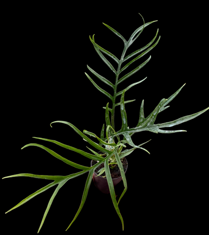 Philodendron 'Tortum'