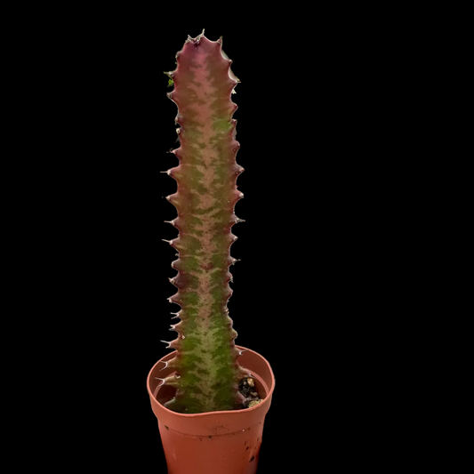 Succulent Euphorbia 'Trigona Rubra'