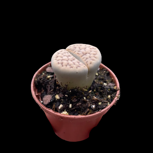 Lithop Living Stone