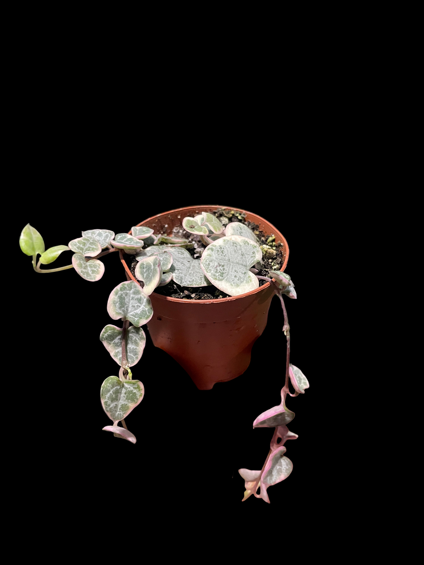 String of Hearts Variegated