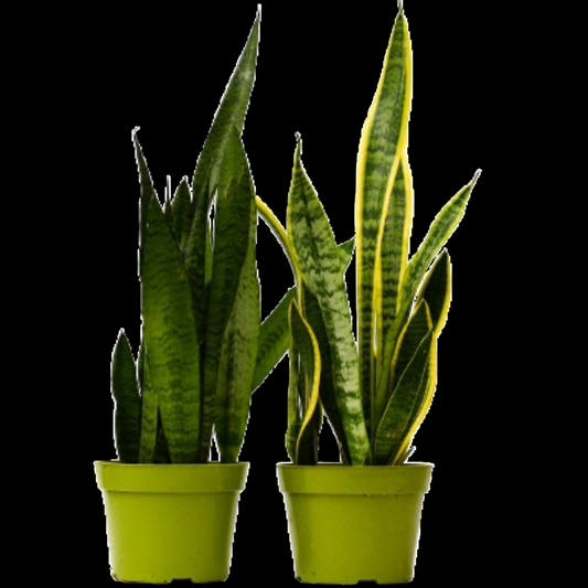 2 Snake (Sansevieria) Plant Variety Pack - 6" Pot
