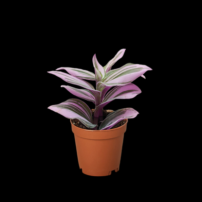 Tradescantia 'Nanouk'