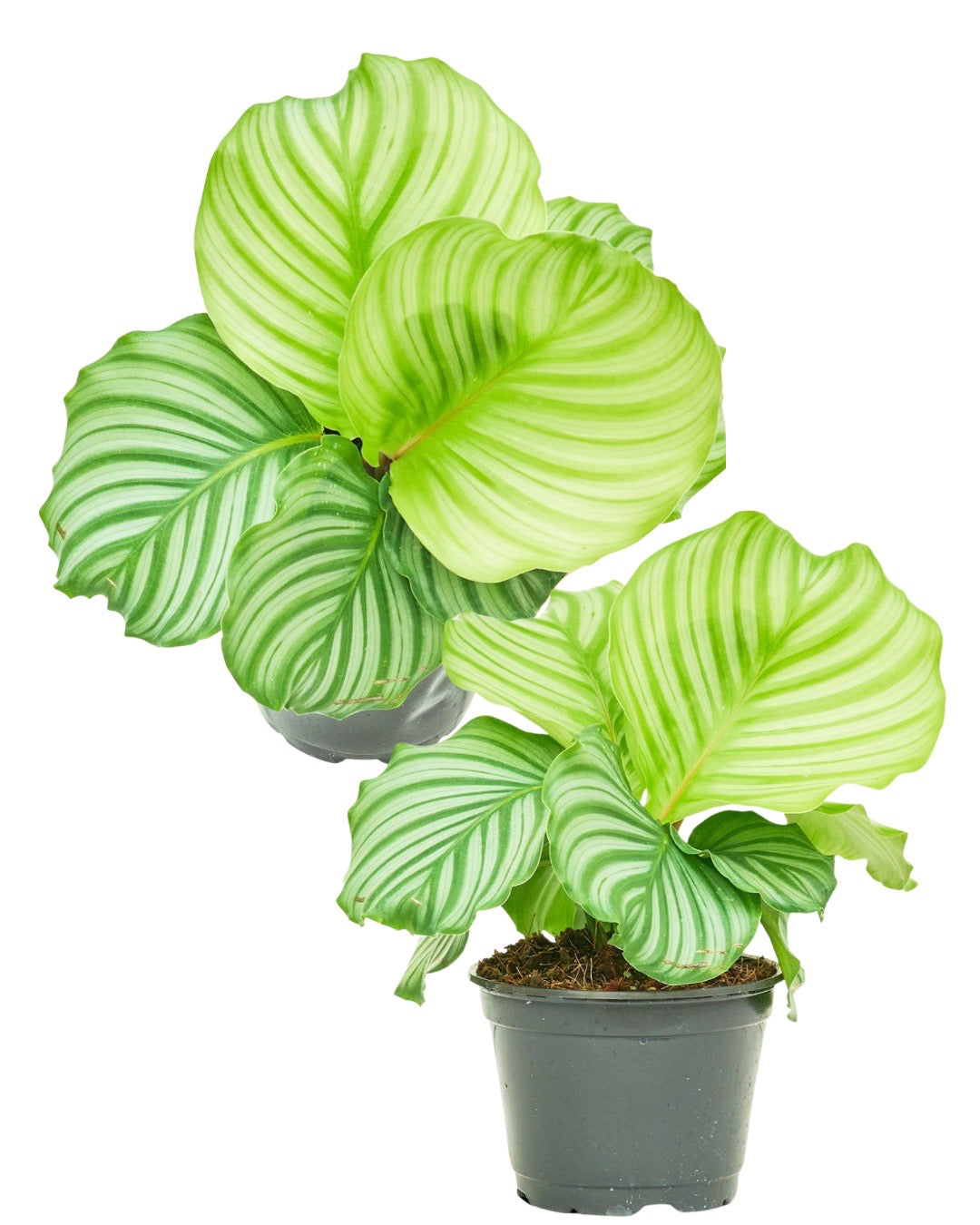 Orbit Peacock Plant, Medium