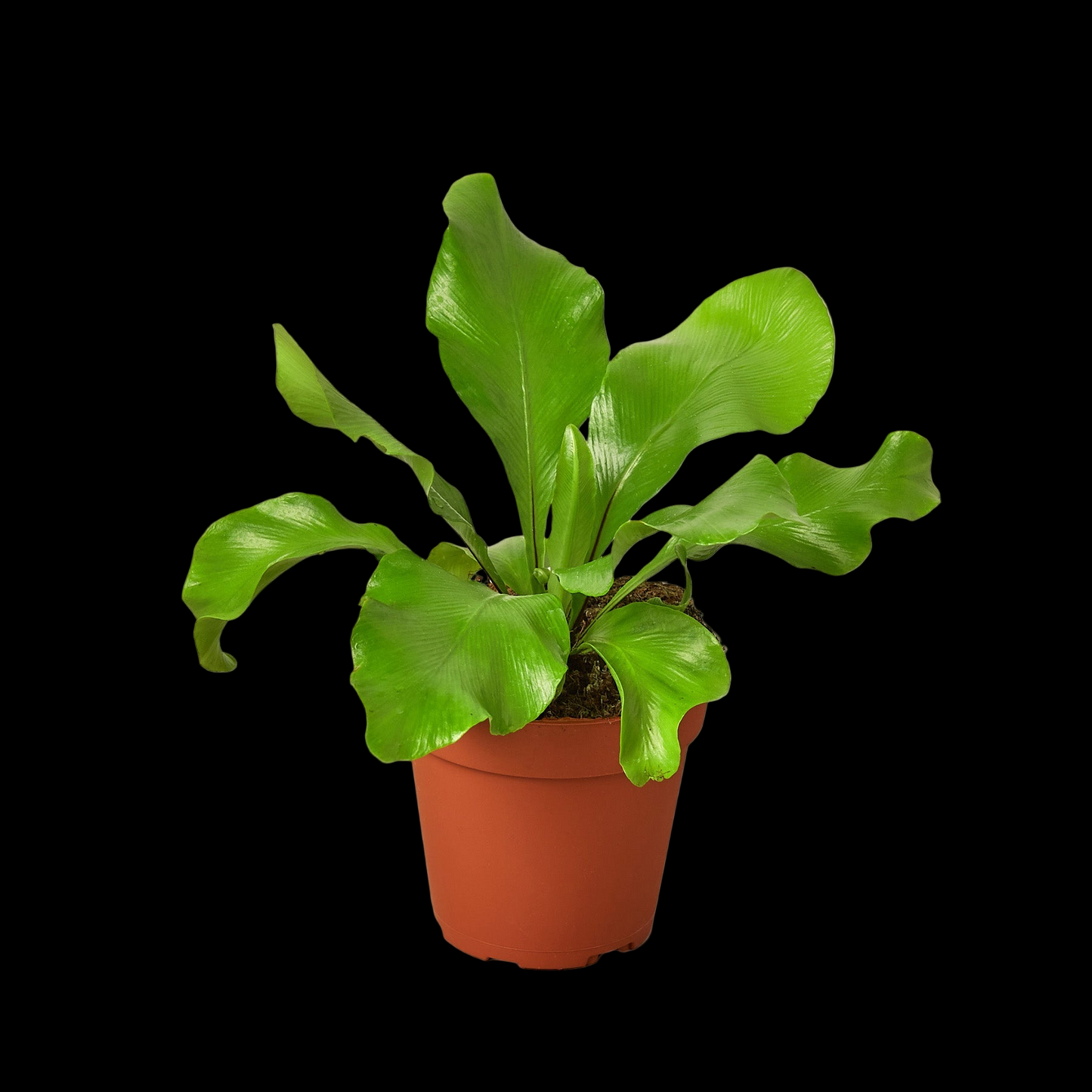 Bird's Nest 'Nidus' Fern