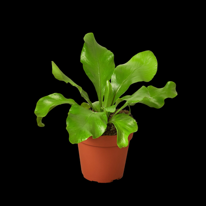 Bird's Nest 'Nidus' Fern