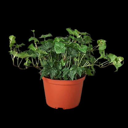 English Ivy Green California