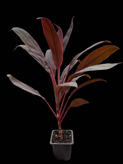 Cordyline 'Calypso Queen'