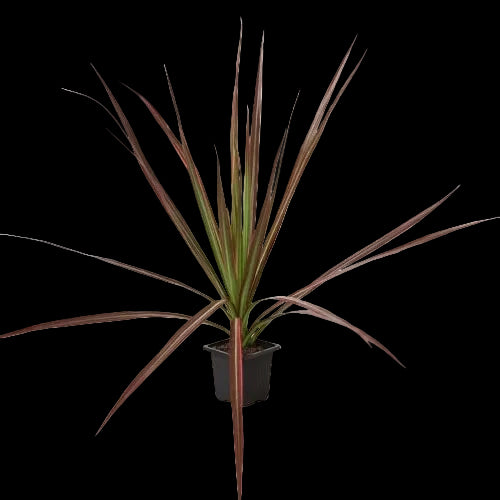 Dracaena 'Colorama'