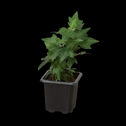 English Ivy Green California