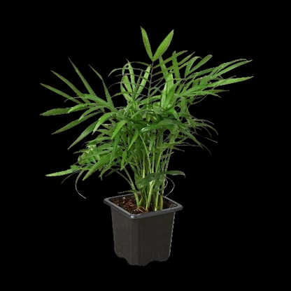 Parlor Palm