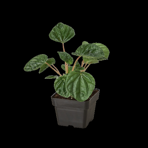 Peperomia 'Ripple'