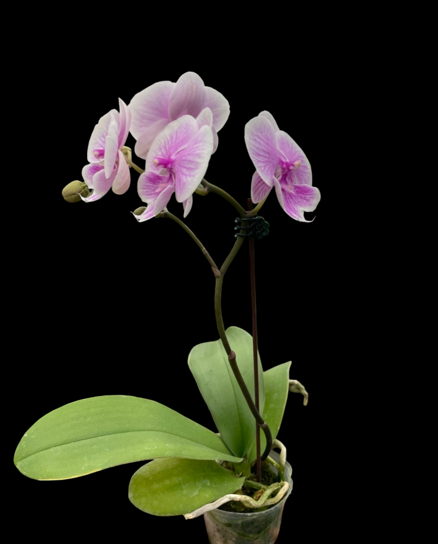 Orchid 'Light Pink Phalaenopsis'