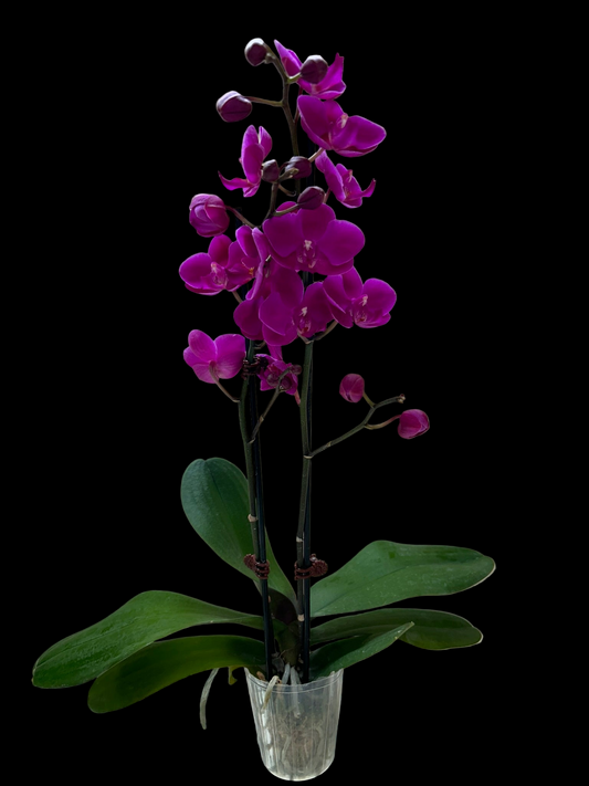 Orchid 'Purple Phalaenopsis'