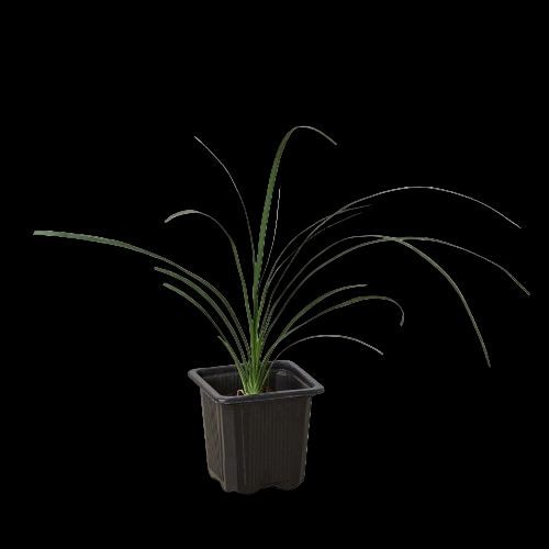 Palm Ponytail