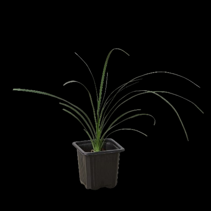 Palm Ponytail