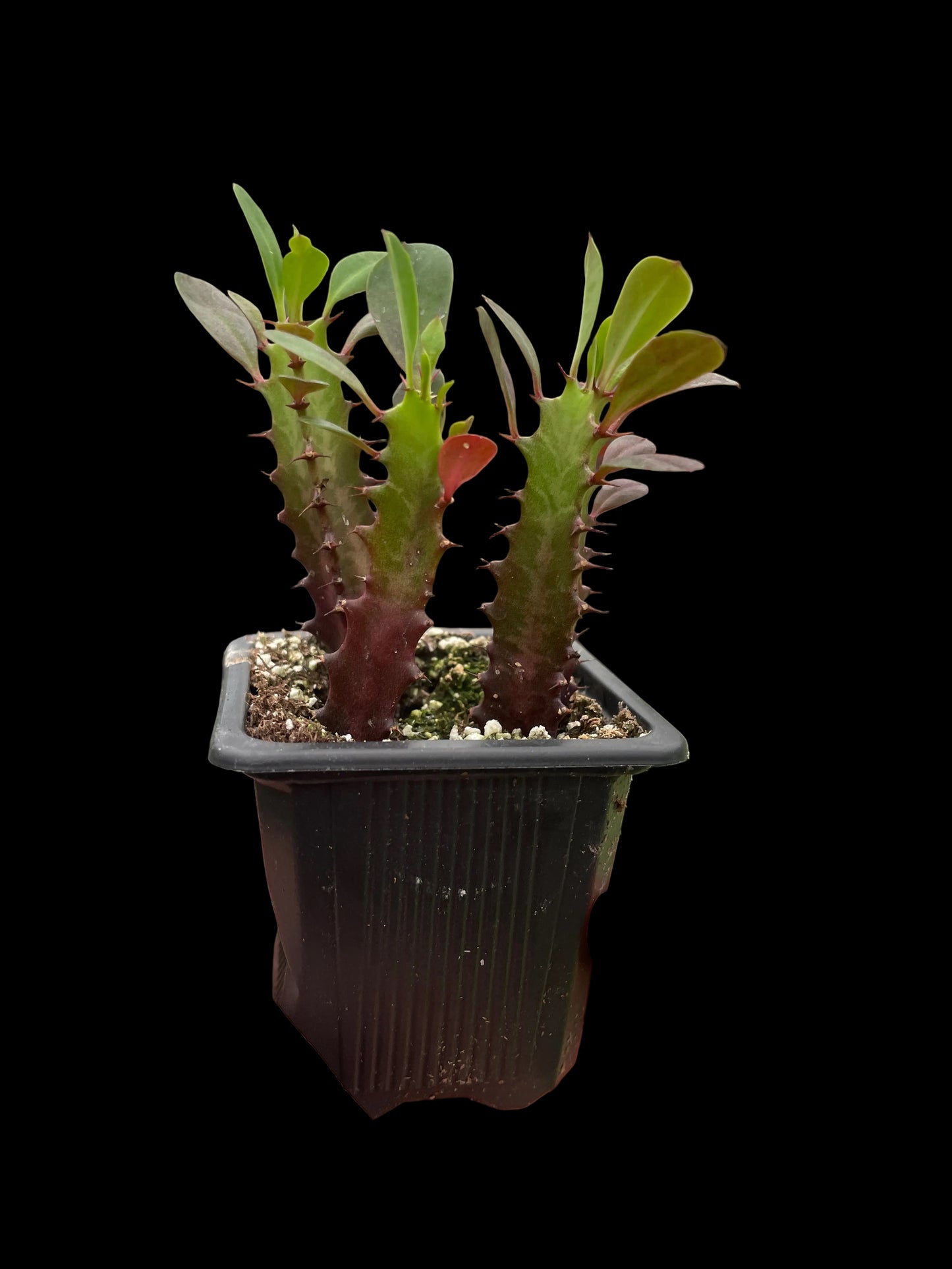 Succulent Euphorbia 'Trigona Rubra'