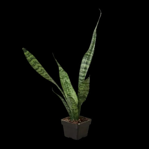 Snake Plant 'Zeylanica'