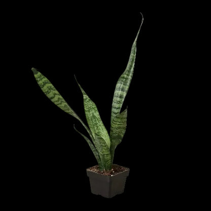 Snake Plant 'Zeylanica'