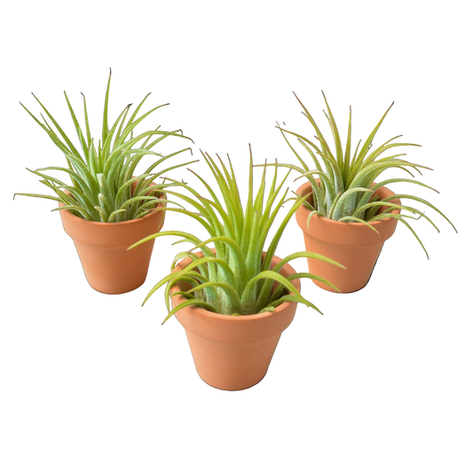 3 Ionantha Air Plants with Mini Terra Cotta Pots