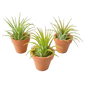 3 Ionantha Air Plants with Mini Terra Cotta Pots