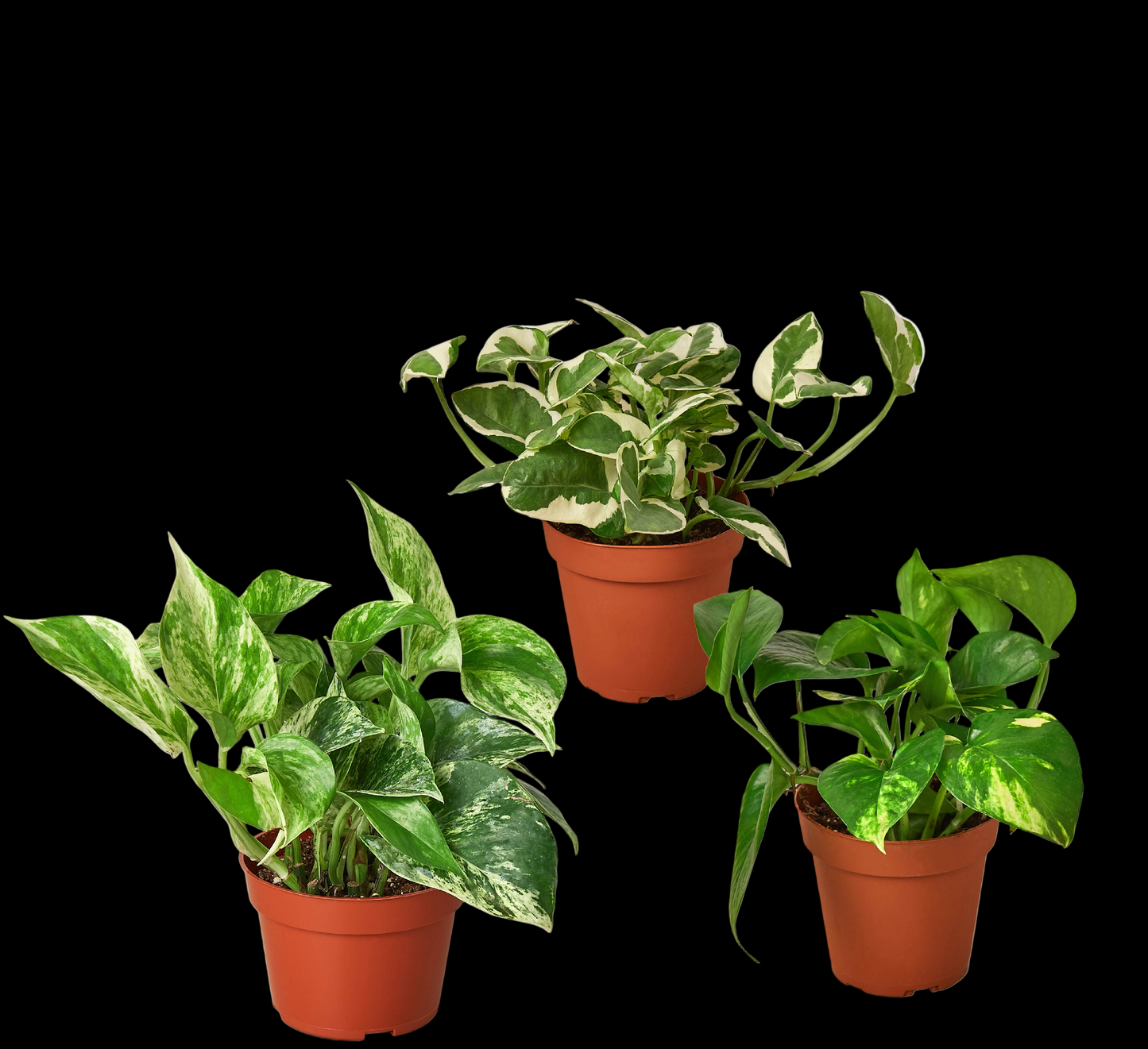 3 Pothos Variety Pack / 4" Pot / Live Plant / Home and Garden Plants