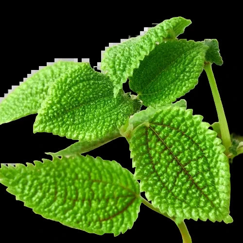 Pilea 'Moon Valley' - 4" Pot