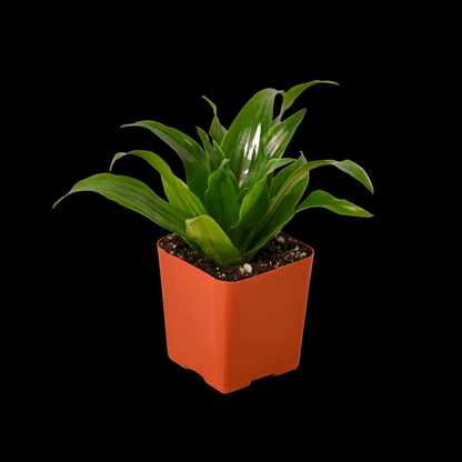 3" Tropical Plant Variety Bundle