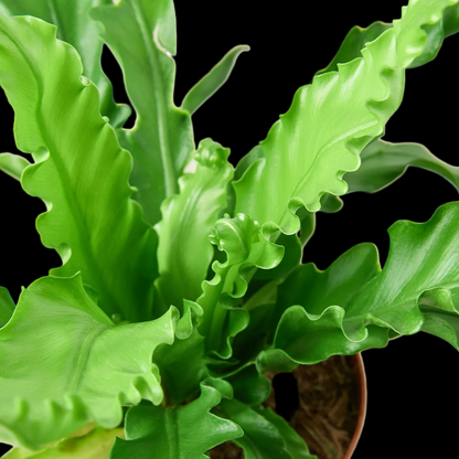 Bird’s Nest 'Victoria' Fern
