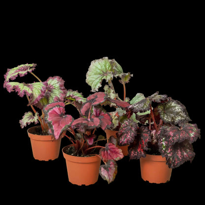 Begonia 'Rex' - 4 Pack Variety