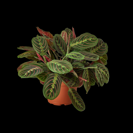 Maranta Red Prayer