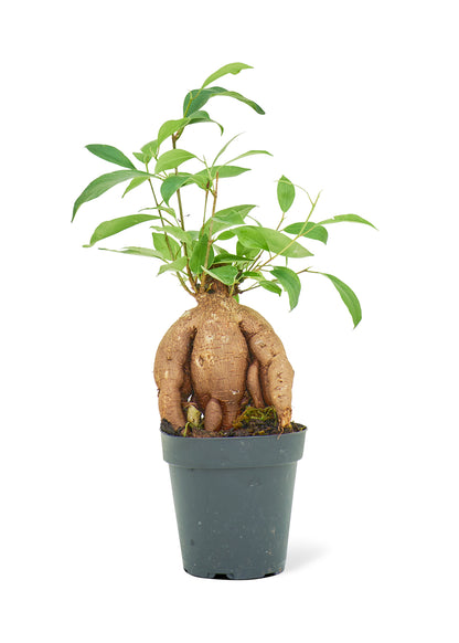 Ficus 'Ginseng', Small